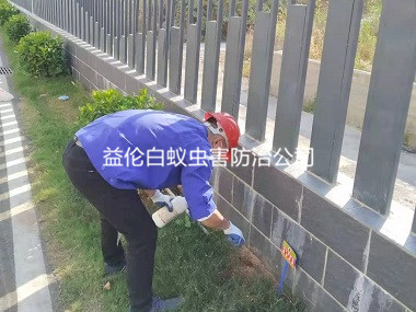 花東小區(qū)環(huán)境消殺紅火蟻