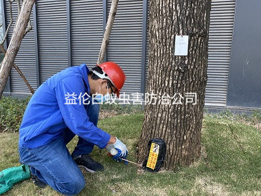 北興廠區(qū)樹木防治白螞蟻