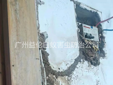 花都區(qū)房屋殺滅白蟻